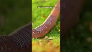 Earthworm Facts shorts [upl. by Safier]