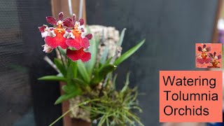 Watering Tolumnia Orchids  Indoors amp Outdoors [upl. by Inad650]