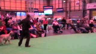 Crufts 2012  English Setters [upl. by Neyuh]