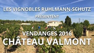 Vendanges 2016  Château Valmont AOC Corbières [upl. by Nolla]