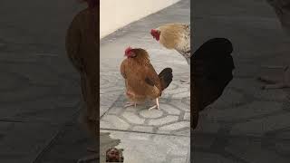 Rooster vs hen rooster chicken hen animals [upl. by Aryn]