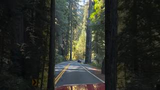 Redwood National Forest California beautiful nature woods nationalpark roadtrip trees create [upl. by Free882]