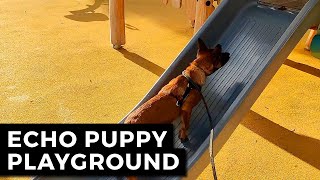 Puppy Playground Equipment  Puppy Playground [upl. by Stiegler]