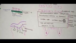 Histology of the nephron part 3 Glomerular Basement Membrane and glomerulus [upl. by Ronalda]