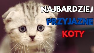 NAJBARDZIEJ PRZYJAZNE RASY KOTÓW [upl. by Oslec468]