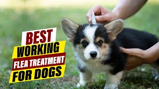 Best Flea Treatment for Dogs A Comprehensive Guide [upl. by Ron]