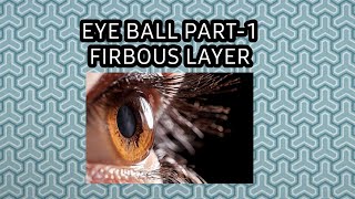 Eye ball anatomy part 1 fibrous layer sclera cornea [upl. by Noleta165]