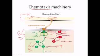 Chemotaxis of flagella [upl. by Yxor]