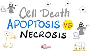 Apoptosis vs Necrosis  Cell Death  Pathology Series [upl. by Antonetta733]