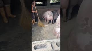 Pigs animals are eating feed in farm show pig pigeon piggy Pigs pigment PigsOfInstagram funny [upl. by Atnoek680]