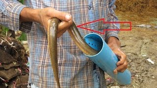 How to make eel trap with plastic pipe in Asia  Cambodian Net Fishing  BC Fishing [upl. by Oralia]