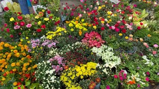 BEGONIA ZINNIA CHANDRAMALLIKA FLOWER PLANT PRICE GALIFF STREET NURSERY MARKET Best Flowers Forever [upl. by Nalod521]