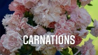 Grow A Long Carnations ‘Dianthus caryophyllus’ [upl. by Saihttam257]