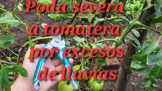 poda severa en tomateras huerto elhuertodesam videoviral [upl. by Intruok60]