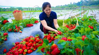 Harvesting strawberry amp Goes To Market Sell  Gardening And Cooking  Lý Tiểu Vân [upl. by Chemosh]