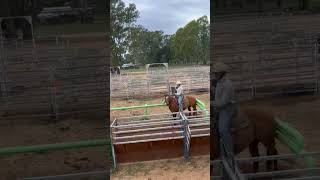 One of the best rodeo kids ever Jack McqualterWhyte Breakaway roping at Bundalong western fyp [upl. by Adnuhsar674]