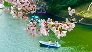 LA FIORITURA DEI CILIEGI A TOKYO [upl. by Etterb]