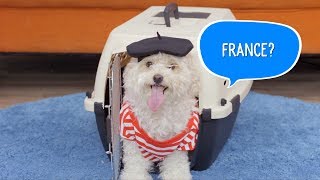 Frisco Airline Approved Pet Carriers  Chewy [upl. by Grevera]