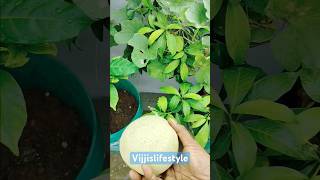 muskmelon harvesting terrace gardening tharbuja vijjislifestyle [upl. by Gowon996]