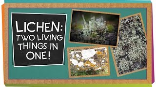 Lichen Two Living Things In One  Biology for Kids [upl. by Cesya788]