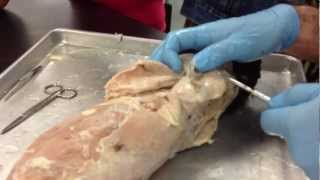 Shawn Villalpando Cat Dissection  muscles [upl. by Kingsley]