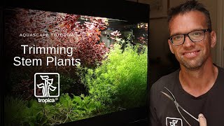 Aquascape Tutorial  Trimming Stem Plants [upl. by Caitrin]