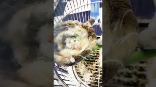 Canary chicks nest stimulates songbirds in the cage [upl. by Theda247]