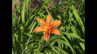 Plant portrait  Daylily Hemerocallis fulva [upl. by Dumah]