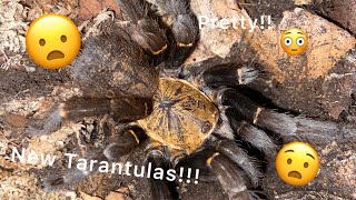 Unboxing Tarantulas from The Spider Shoppe [upl. by Awuhsoj]