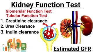 Kidney Function Test  Glomerular Function Test  Tubular Function Test  Clearance Test in hindi [upl. by Anialam]