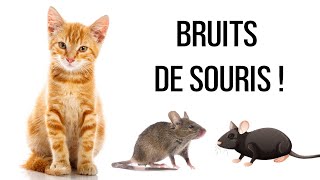 Bruits de souris pour chats [upl. by Anawt]