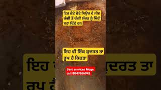 Moga pest control services moga pestremoval [upl. by Gabey638]