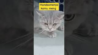 Handsomenya cat oyenbesar catlover oyenbarbar cute babyoye kucing berandayt kucinglucu [upl. by Con554]