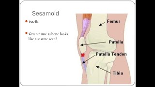 Examples of Sesamoid Bones and the Name of Tendons of Muscles within which they develop [upl. by Dulsea908]