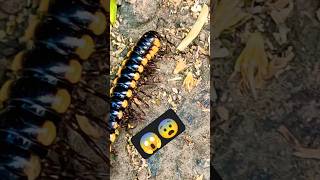 Millipede 🐛 🙀🐛 millipede millipedemarch millipedevscentipede millipedetoy millipedesong [upl. by Dayir]