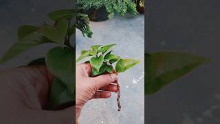 Growing bougainvillea plant from cutting propagation bougambilia subscribe shortsfeed [upl. by Anoy200]