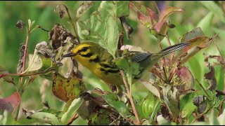 Prairie Warbler in Full Breeding Plumage [upl. by Ycnalc]