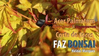 Acer Palmatum  Orange Dream amp Atropurpureum Corte de tocos [upl. by Haila]