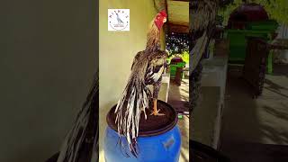 Breeding Male Parrot beak Aseel 🐓 aseellovers aseelfarm trending aseels [upl. by Hulbig516]