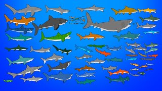 67 Extinct Sharks  Animated Size Comparison  What is the largest shark [upl. by Nidorf]