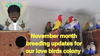 love birds colony Breeding updates tamil  janyvlogstamil [upl. by Anaoy]