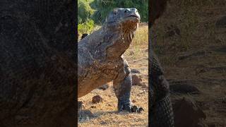 😱Komodo saliva droplets [upl. by Ysset405]