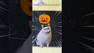 Katzen Halloween 🎃 [upl. by Doolittle]