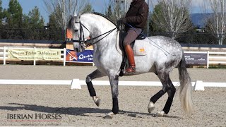 ANDALUSIAN HORSE WITH PASSAGE AND PIAFFE [upl. by Aimil]