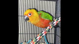 A Conversation with Sherbet the Jenday Conure [upl. by Baumbaugh]