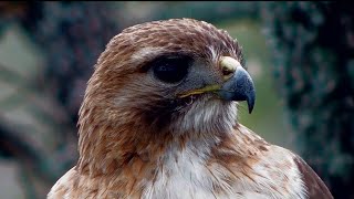 Redtailed hawk Up close and personal [upl. by Snashall]