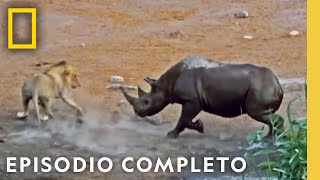 Duelo en la Sabana Leones vs Rinoceronte  Noche De Pelea Animal l Nat Geo en Español [upl. by Aseen]