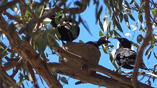 Choughs on the nest 1112024 [upl. by Anikram349]