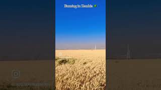 Farming in Zambia 🇿🇲  zambia travelvlog tour exploretheworld shortvideo [upl. by Mickie]