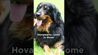 The Hovawart breed dogs [upl. by Anelram]